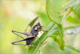 <p>KOBYLKA KŘOVIŠTNÍ (Pholidoptera griseoaptera) ---- /Dark bush-cricket - Gemeine Strauchschrecke/</p>